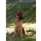 Orissa,Oxana,Ornella,Mandy, Deutscher Schäferhund - Hündin