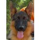 Orka, Deutscher Schäferhund - Rüde