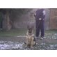 Orla v.Kalifels, Deutscher Schäferhund Welpen - Hündin
