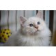 Orlando, Heilige Birma - Kater