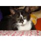 Orlando, Kleiner lieber Orlando - sucht so... - Kater