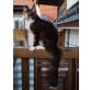 Orlando, Maine Coon - Kater