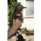 Orletto, Chihuahua kurzhaariger Schlag Welpen - Rüde