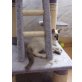Orlin und Shari, Siamesen - Katze