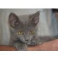 Ornella, EKH-Kartäusermix - Katze