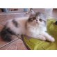Ornella, Perser - Katze