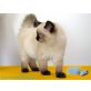 Ornella, Ragdoll - Katze