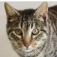 Ornella, liebe Samtpfote - Katze