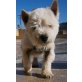 Orqui, West Highland White Terrier - Rüde