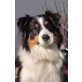 Oscar, Australian Shepherd Dog - Rüde