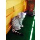 Oscar, Britisch Kurzhaarkatze - Kater