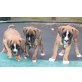 Oscar, Izzy und Lily, Boxer Welpen - Rüde