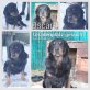 Oscar, Neufundländer-Mix - Rüde