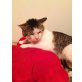 Oscar, Oscar, ein Leben ohne Liebe - Kater