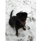 Oscar, Rottweiler - Rüde
