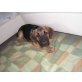 Oscar, Welpe Oscar sucht dich!  - Rüde