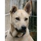 Osito, weißer Schäferhund - Rüde