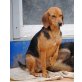Oskar 3, Beagle Mischling - Rüde