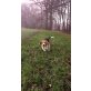 Oskar, Beagle - Rüde
