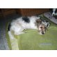 Oskar, Biewer Yorkshire Terrier a la pon pom - Rüde