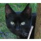 Oskar, Europäische Kurzhaarkatze - Kater