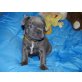 Oskar, Französische Bulldogge Welpen - Rüde