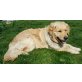 Oskar, Golden Retriever - Rüde