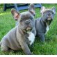 Oskar & Kyra , Französische Bulldogge Welpen - Rüde