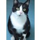 Oskar, Mischling - Kater