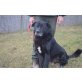 Oskar, Mischling - Rüde