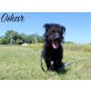 Oskar, Mischling - Rüde