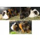 Oskar - Rosettenmeerschweinchen, Rosette - männlich