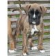 Oskar (annika.wilhauk@gmx.at), Boxer Welpen - Rüde