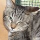Osman, verschmuster - Kater