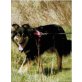 Oso, Mix - Rüde