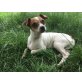 Ossi, Chihuahua Mix Rüde kastr. - Rüde