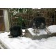 Osteuropäische Schäferhund - Rüde