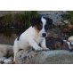 Otari, Jack-Russell-Terrier - Rüde