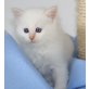Othello, Heilige Birma - Kater