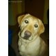 Othello, Labrador Retriever - Rüde