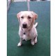 Othello, Labrador Retriever - Rüde
