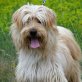 Otis freundlich +liebenswert 🐶🦴💖, Wuscheliger Mischlingsrüde - Rüde