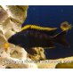 Otopharynx lithobates blackorange dorsal