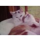 Ottavio, Hauskatzen - Kater