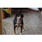 Otti vom Lehenfeld, Entlebucher Sennenhund - Hündin