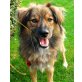 Otto, Collie-Mischling - Rüde