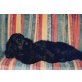 Otto, Englischer Cockerspaniel - Rüde