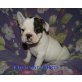 Otto, Französische Bulldogge Welpen - Rüde