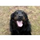 Otto, Schäferhund Labrador Mix - Rüde