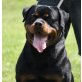 Otto von der Schlossallee, Rottweiler Welpen - Rüde